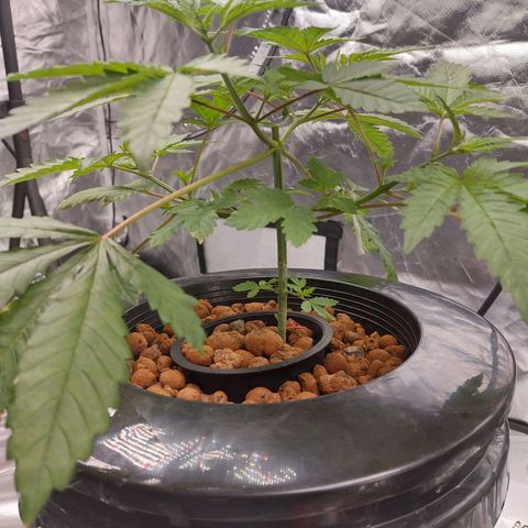 Northern Lights  #3 growlog timeline photo