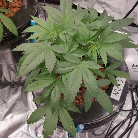 Northern Lights  #2 growlog timeline photo