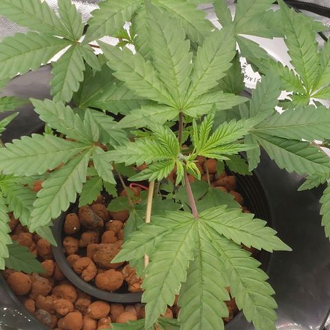 Northern Lights  #3 growlog timeline photo