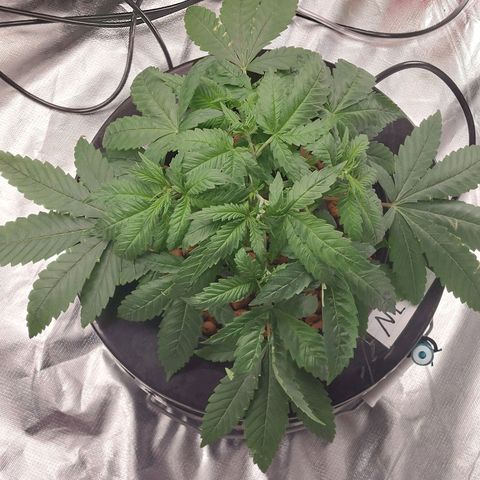 Northern Lights  #1 growlog timeline photo