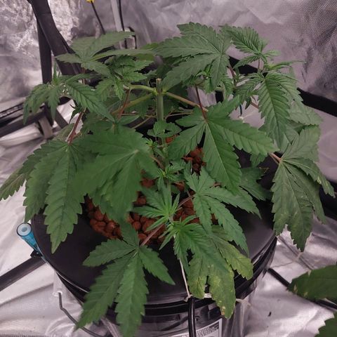 Northern Lights  #3 growlog timeline photo