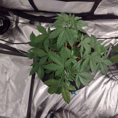 Northern Lights  #3 growlog timeline photo