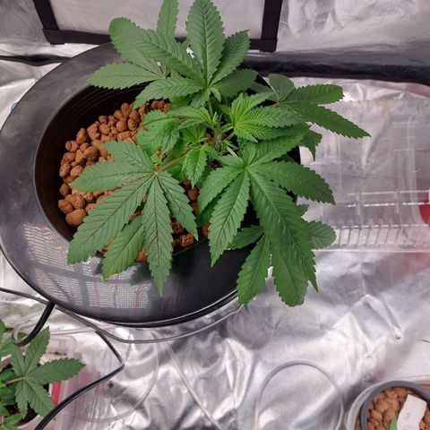 Mystery seed #2 growlog timeline photo