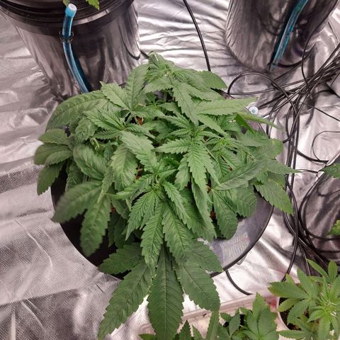 Northern Lights  #1 growlog photo: I believe the light is too intense for her