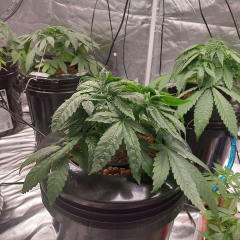 Northern Lights  #1 growlog photo: I believe the light is too intense for her