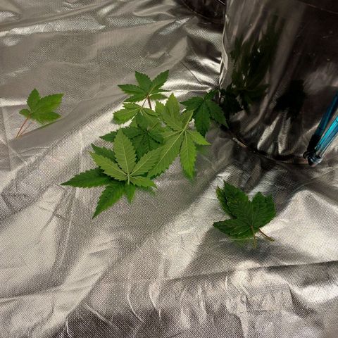 Purple Girls growlog timeline photo
