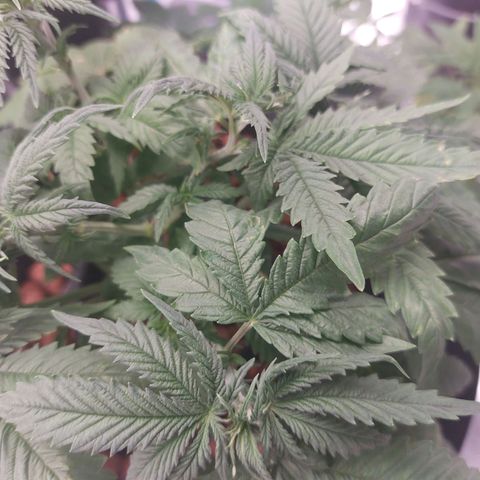 Northern Lights  #1 growlog timeline photo