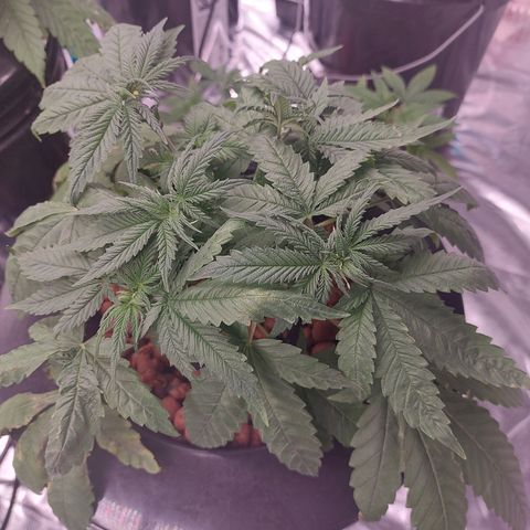 Northern Lights  #1 growlog timeline photo