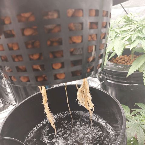 Northern Lights  #1 growlog photo: Root issue 