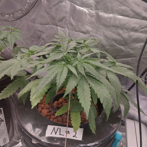 Northern Lights  #2 growlog timeline photo
