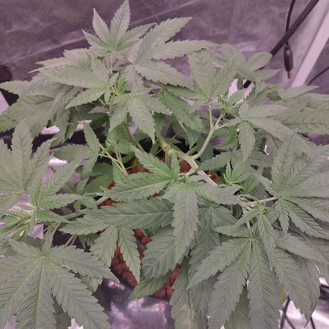 Northern Lights  #2 growlog timeline photo