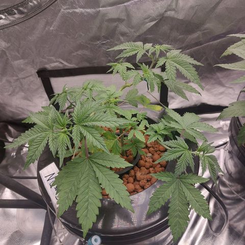 Northern Lights  #3 growlog timeline photo