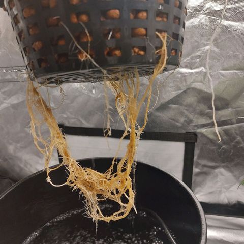 Northern Lights  #3 growlog timeline photo