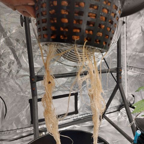 Northern Lights  #4 growlog timeline photo