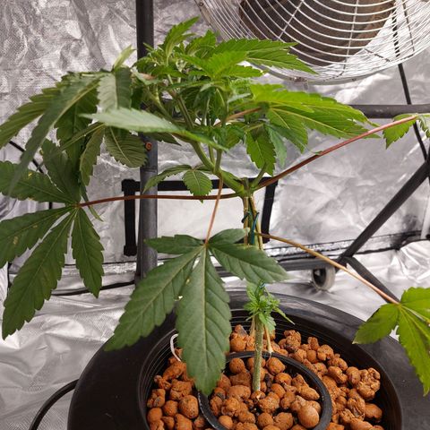 Northern Lights  #4 growlog timeline photo