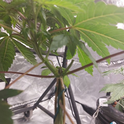 Northern Lights  #4 growlog timeline photo