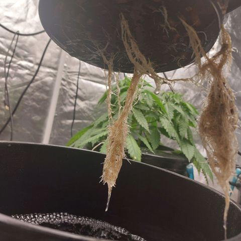 Northern Lights  #1 growlog timeline photo