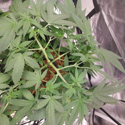 Northern Lights  #2 growlog timeline photo