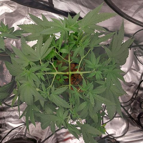 Northern Lights  #2 growlog timeline photo