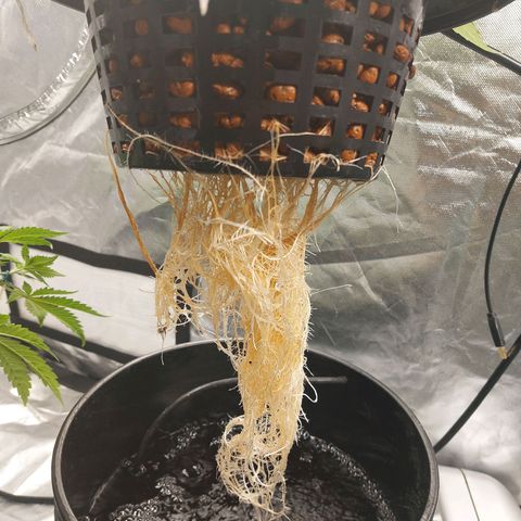 Northern Lights  #2 growlog timeline photo