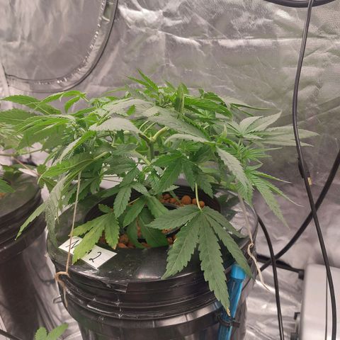 Northern Lights  #2 growlog timeline photo