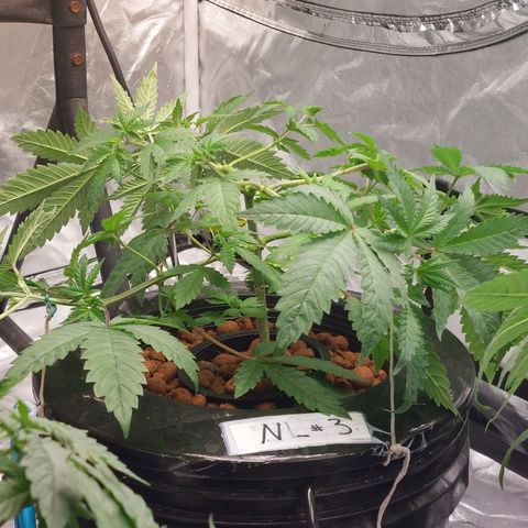 Northern Lights  #3 growlog photo: Rejuvenation