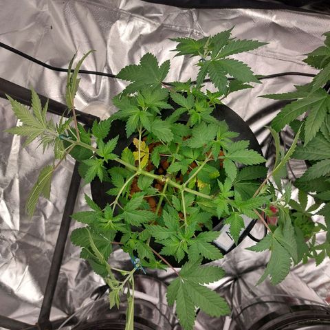 Northern Lights  #3 growlog photo: Rejuvenation