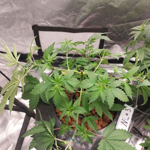 Northern Lights  #3 growlog photo: Rejuvenation