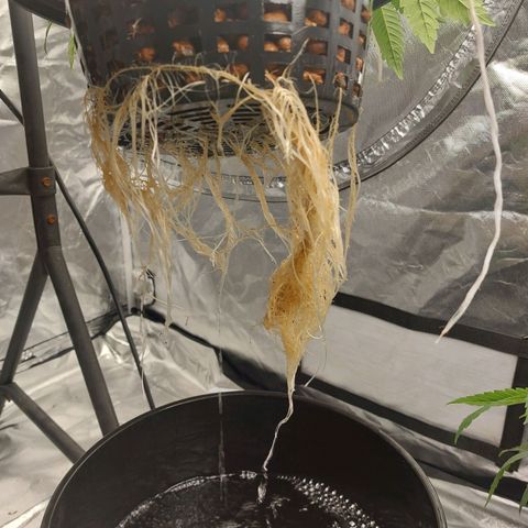 Northern Lights  #3 growlog photo: Rejuvenation