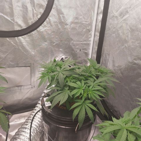 Northern Lights  #2 growlog timeline photo