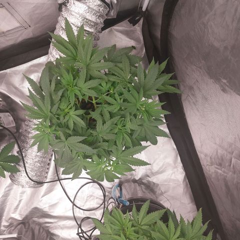 Northern Lights  #2 growlog timeline photo