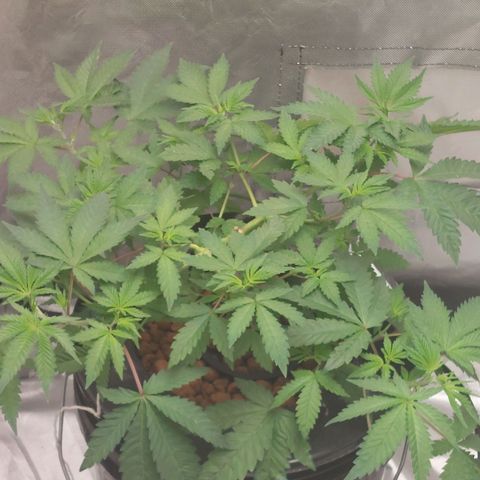 Northern Lights  #3 growlog timeline photo