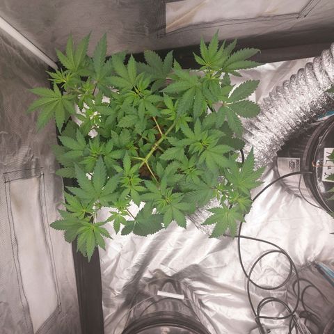 Northern Lights  #3 growlog timeline photo