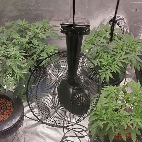 Northern Lights  #4 growlog timeline photo