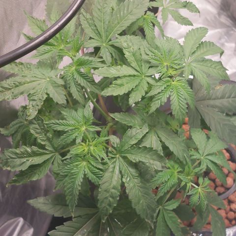 Northern Lights  #4 growlog timeline photo