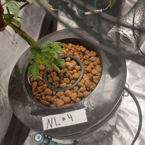 Northern Lights  #4 growlog timeline photo