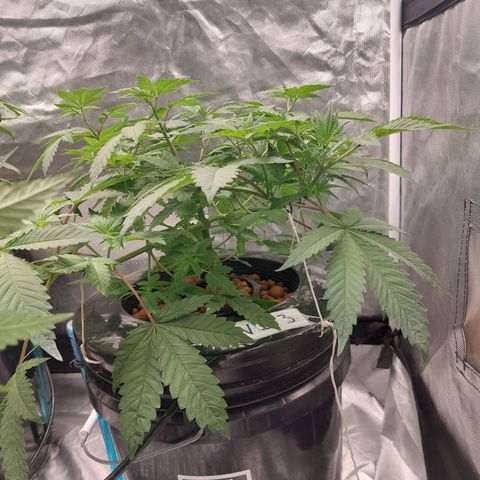 Northern Lights  #3 growlog timeline photo