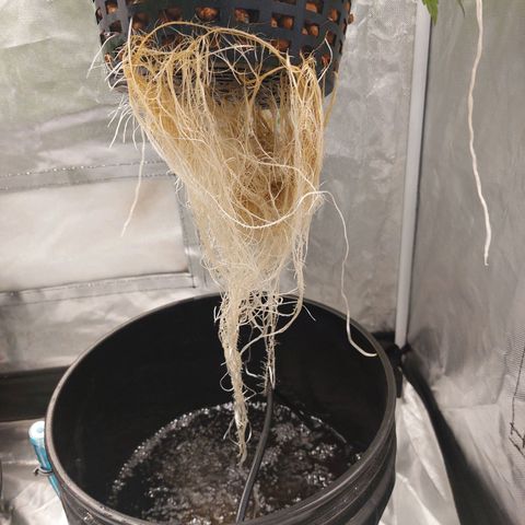 Northern Lights  #3 growlog timeline photo