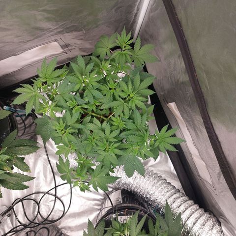 Northern Lights  #3 growlog timeline photo