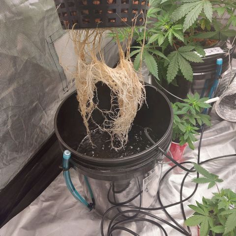 Northern Lights  #4 growlog timeline photo