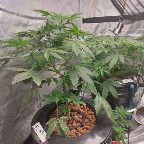 Northern Lights  #4 growlog timeline photo