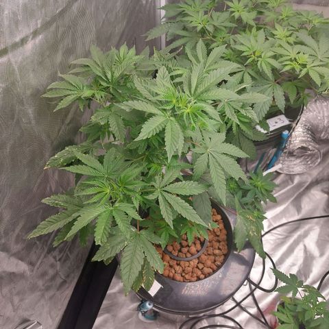 Northern Lights  #4 growlog timeline photo