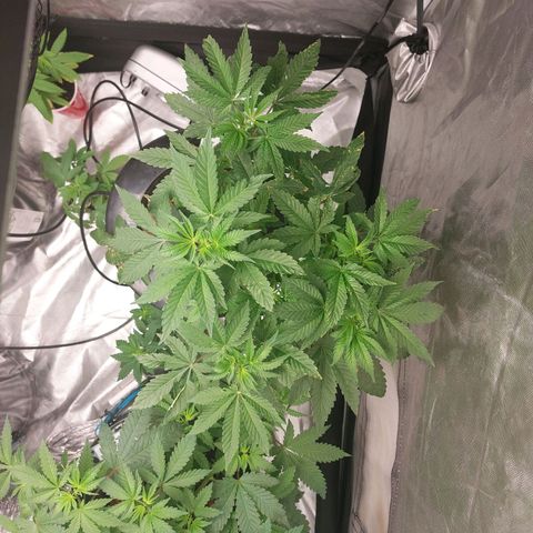 Northern Lights  #4 growlog timeline photo