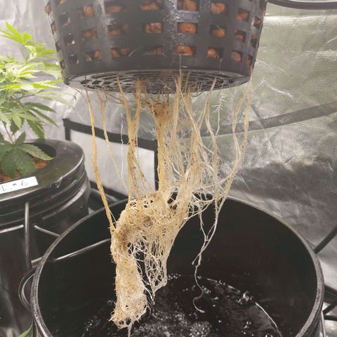 Mystery seed #2 growlog timeline photo
