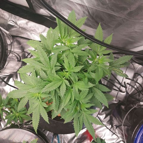 Mystery seed #2 growlog timeline photo