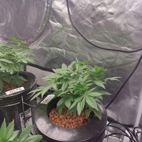 Mystery seed #2 growlog timeline photo