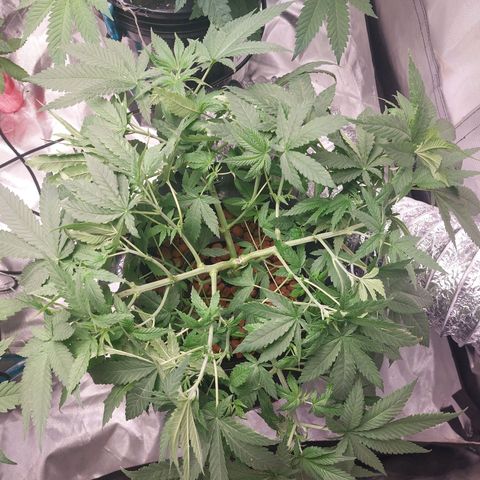Mystery seed #2 growlog timeline photo