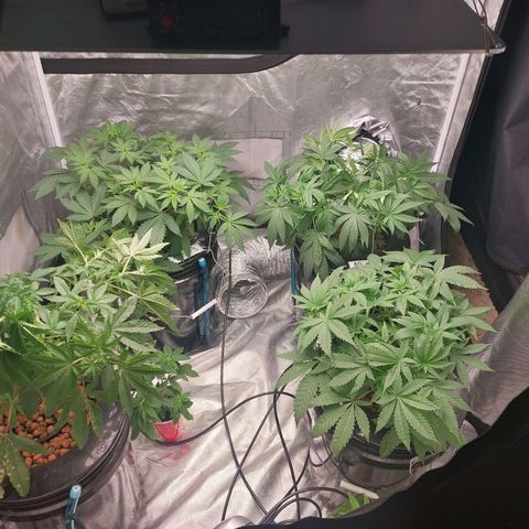 Purple Girls growlog timeline photo