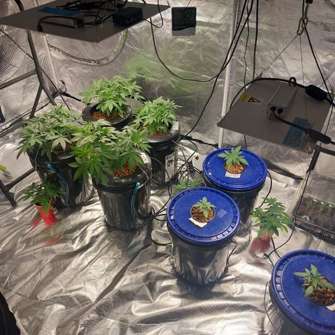 Purple Girls growlog timeline photo