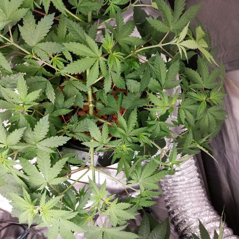 Northern Lights  #3 growlog timeline photo